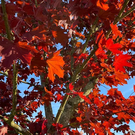 Pierre De Jade * Neuille-Pont-Pierre