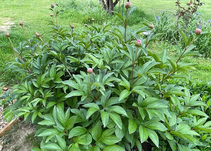 펜션 Pierre De Jade *