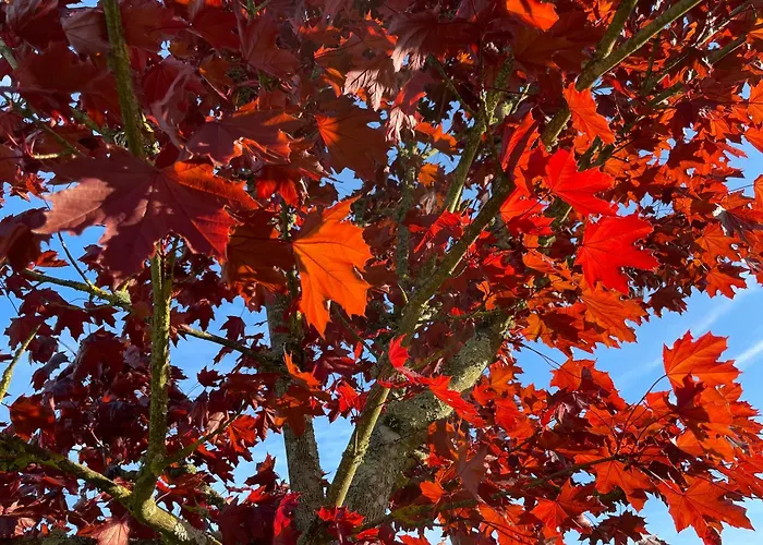 Pierre De Jade * Neuille-Pont-Pierre